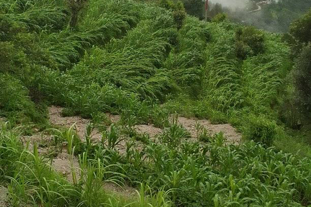 बैतडीमा बर्षा र हावाहुरीले मकैबालीमा क्षति 